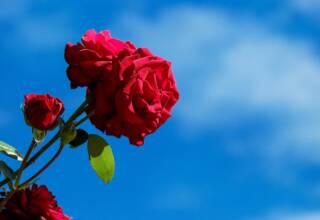 "Morire per un 'No': La storia di Sara Campanella e l'urgenza di educare al consenso"