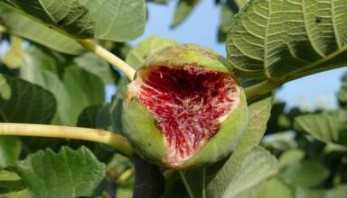 F come Fico: il segreto di bellezza antico e succoso